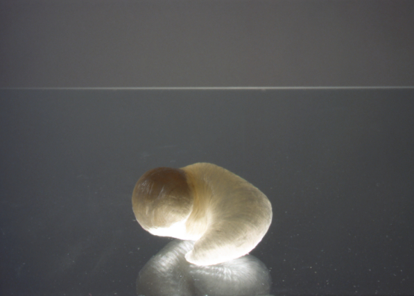 Experiment II, Sellotape, 12 x 9 x 6cm, 1995